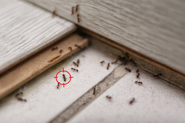 Best Wildlife Control Services  in Emma, NC