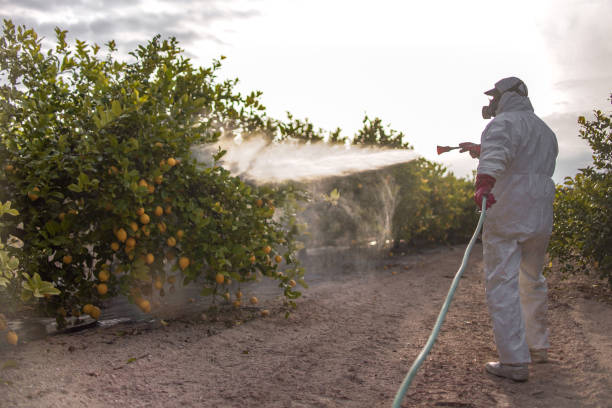 Best Insect Control  in Emma, NC