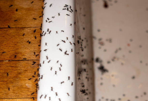 Best Affordable Pest Control Services  in Emma, NC