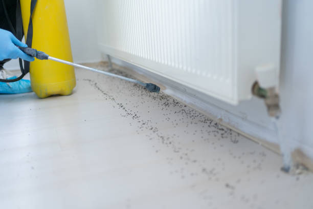 Best Wasp Removal Services  in Emma, NC